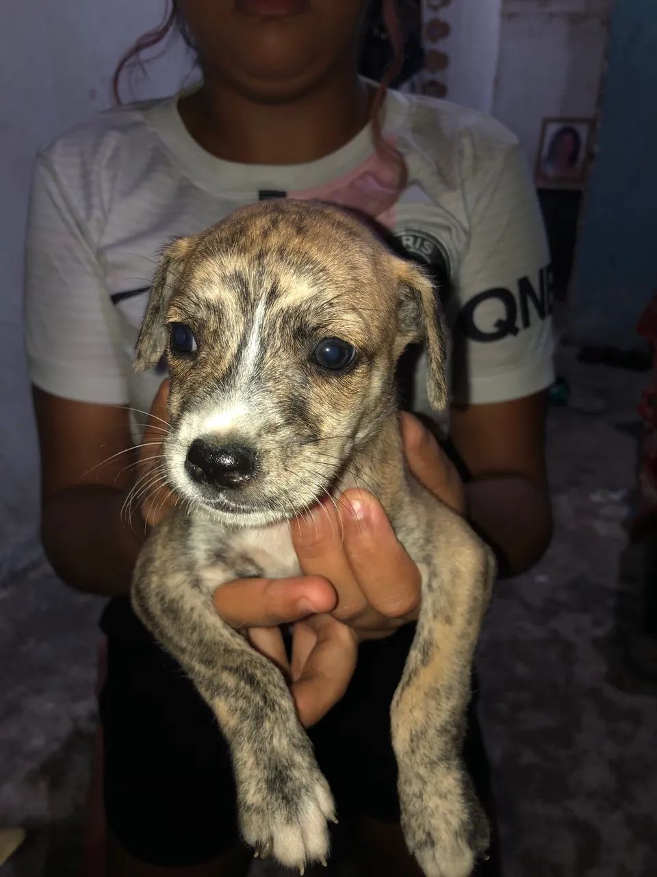 Filhote de cachorro 