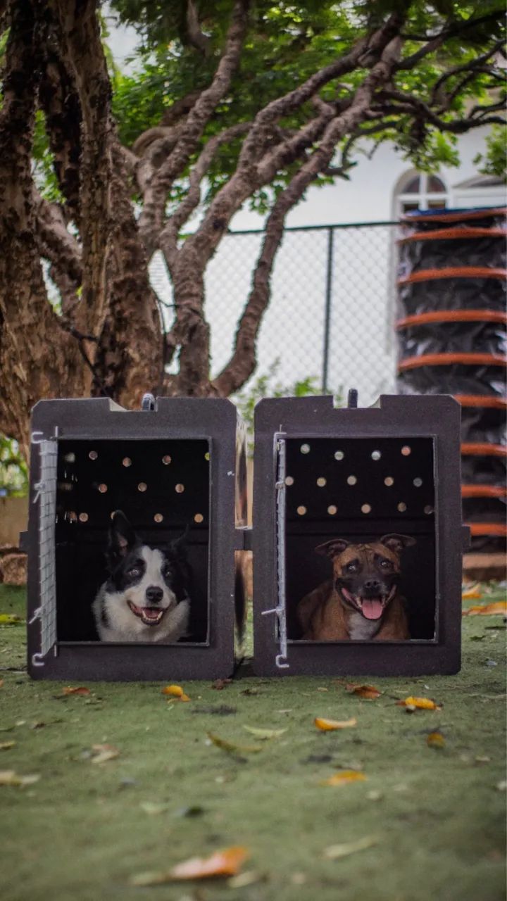 Caixa de Transporte PET - Foto 2