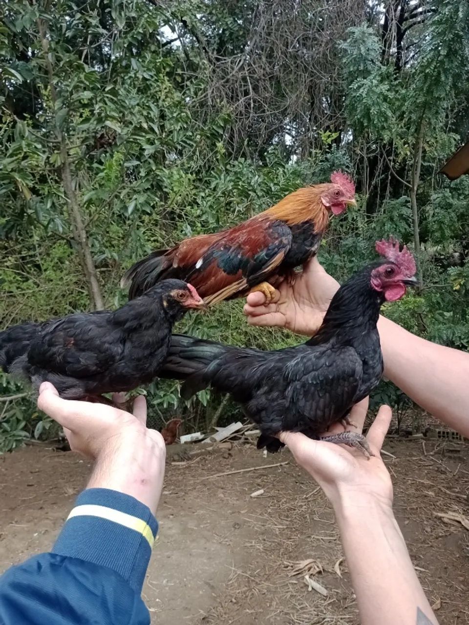 Garnizés  - Foto 4