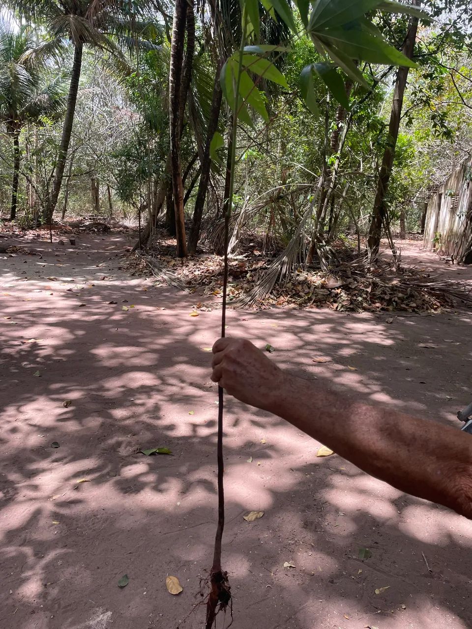 Muda de chicha  - Foto 5