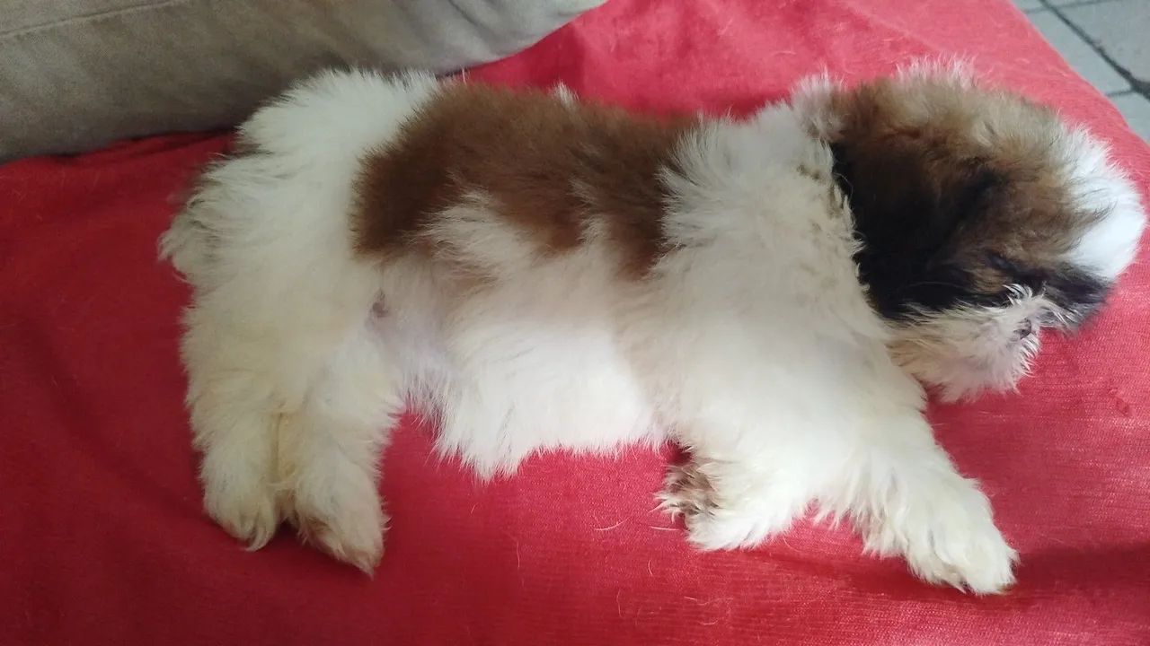 Cachorro da raça shih Tzu  - Foto 4