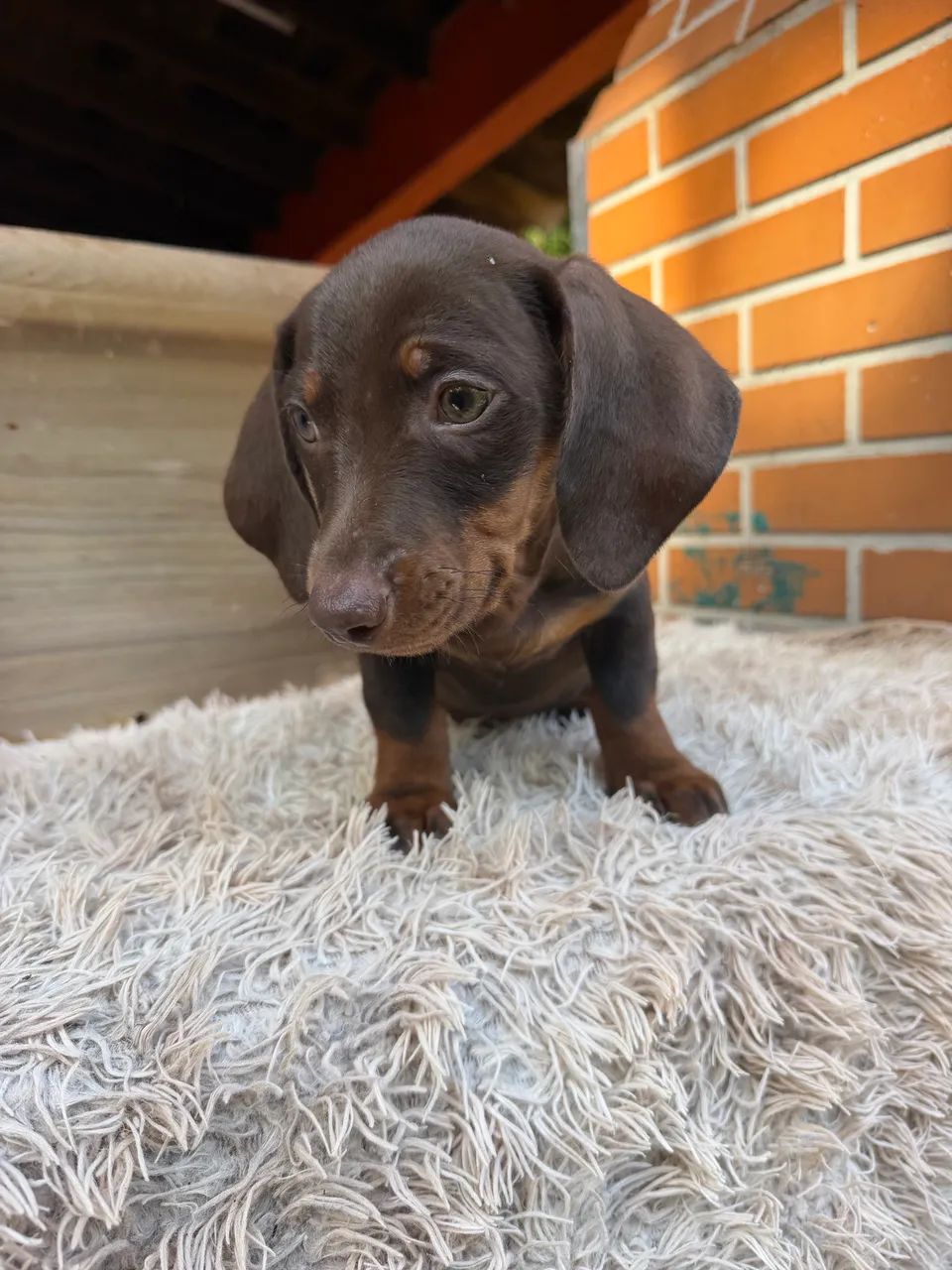 Dachshund macho chocolate  - Foto 2
