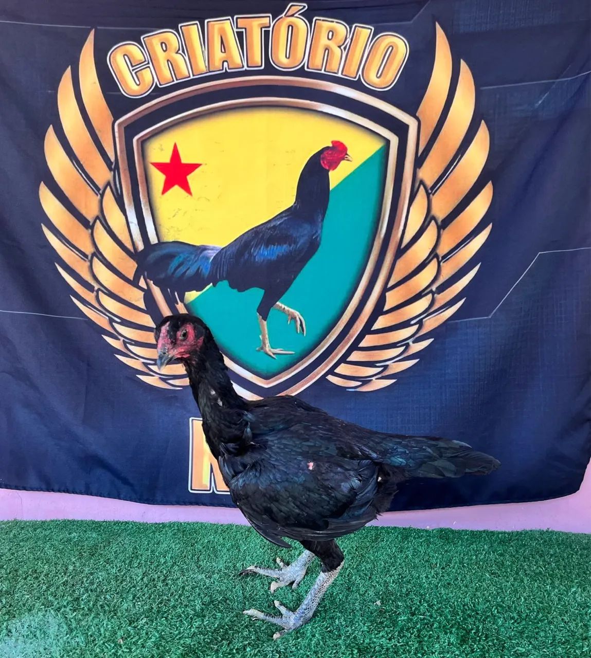 Galinhas e frangos de raça  - Foto 2