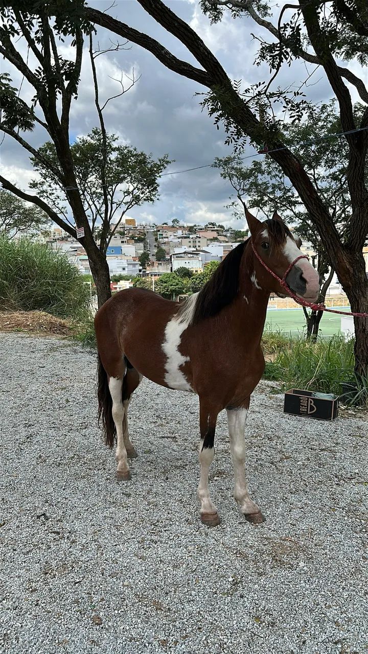 Cavalo mangalarga marchador registrado 