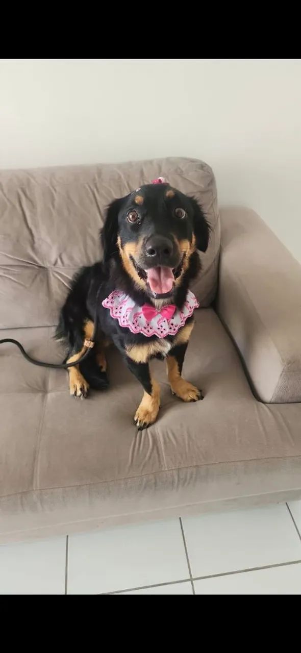 Cachorra doação - Foto 2