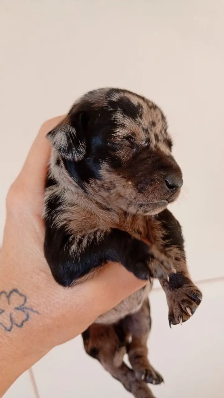 Dachshund mofadinhos - Foto 4