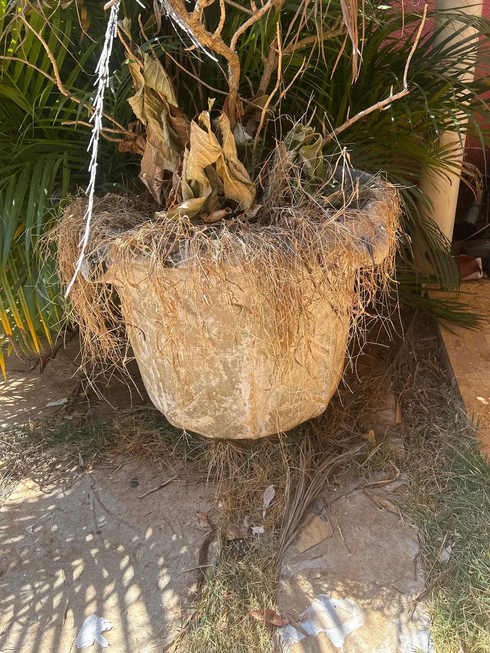 Vasos de plantas - Foto 3