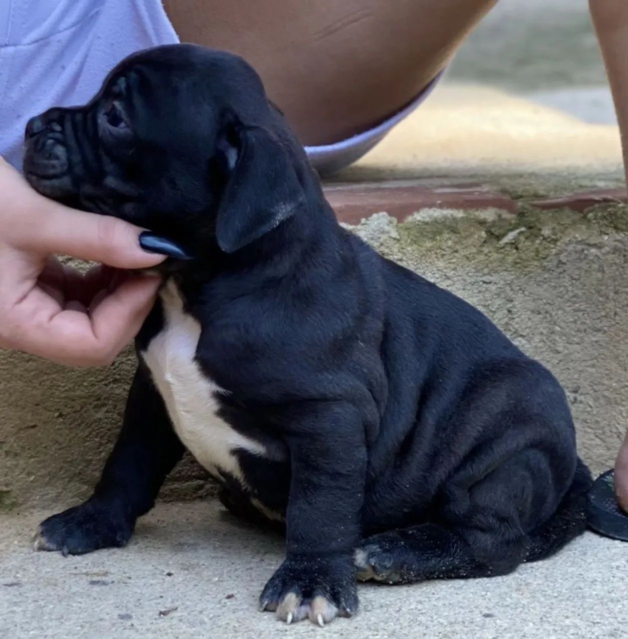 American bully  - Foto 3