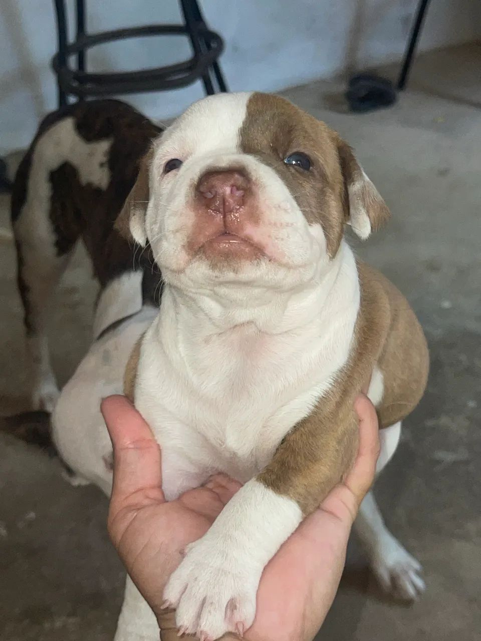 Pitbull Monster