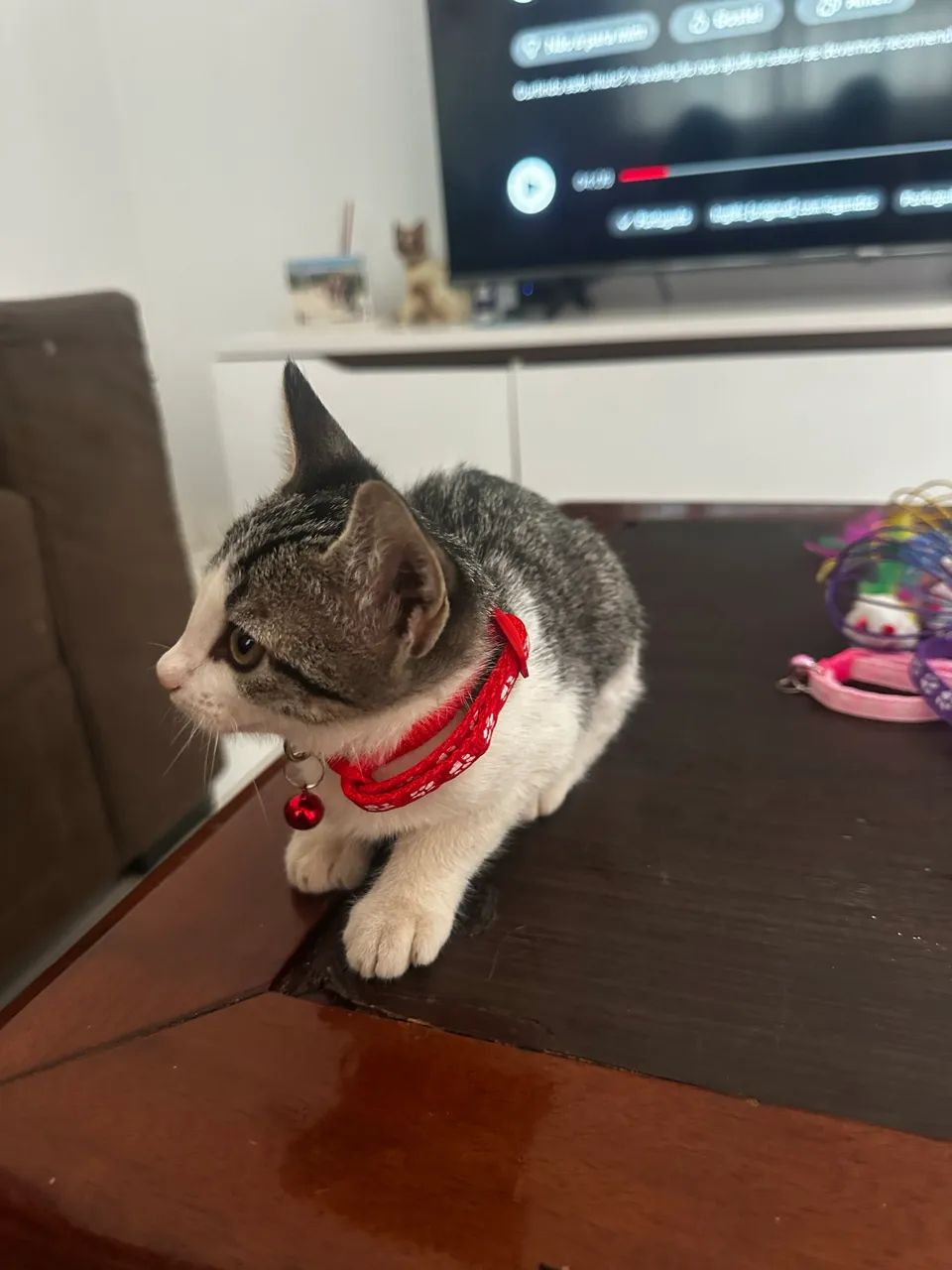 Doação de gatinhos  - Foto 2