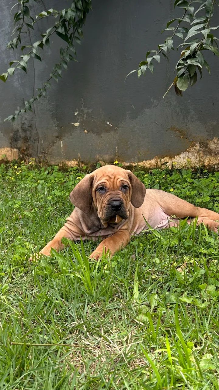 Fila brasileiro