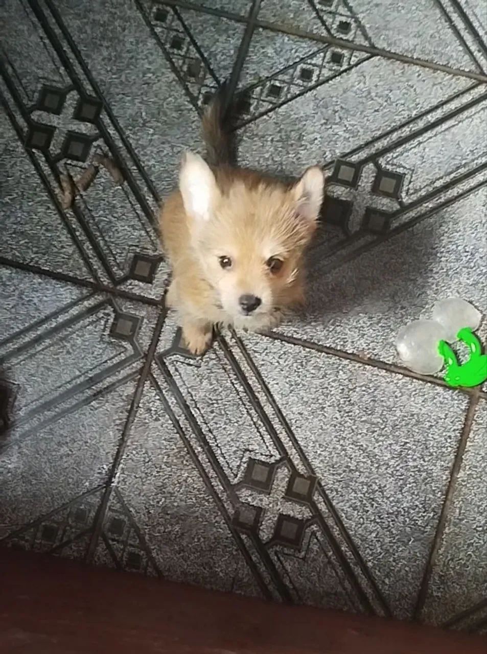Cachorro filhote