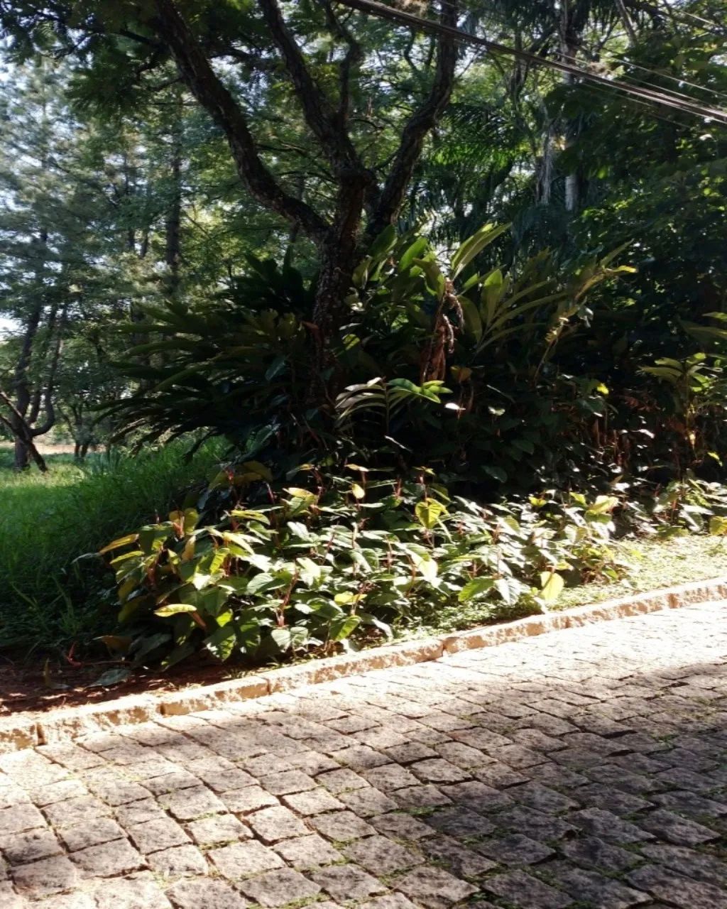 VENDO TERRENO EM CONDOMÍNIO CHÁCARAS GRAMADO - CAMPINAS - Foto 5