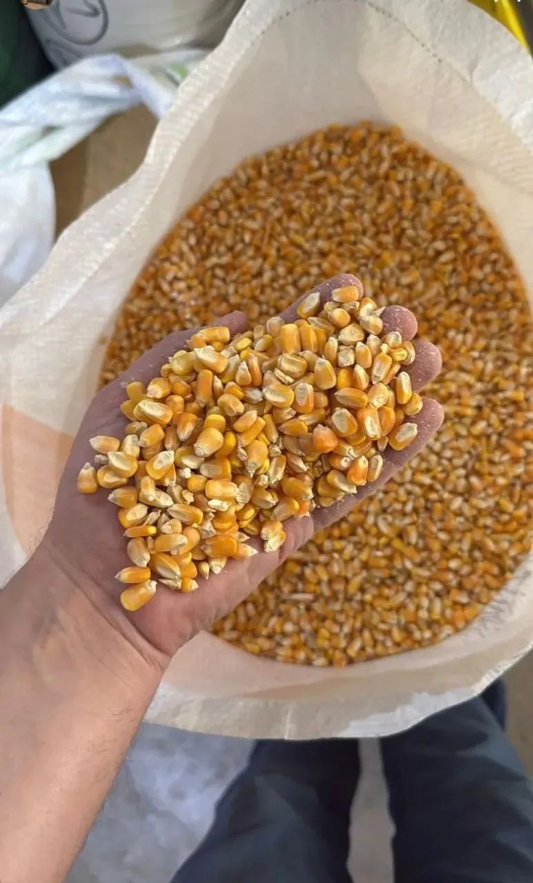 Milho em Grãos,Quirela de milho moído(Fina e Grossa),Farelo d Soja moído Direto da Fazenda