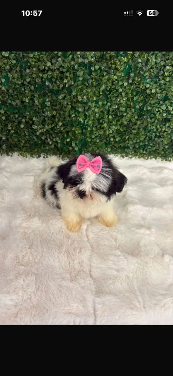 Shitzu pronta entrega  - Foto 3