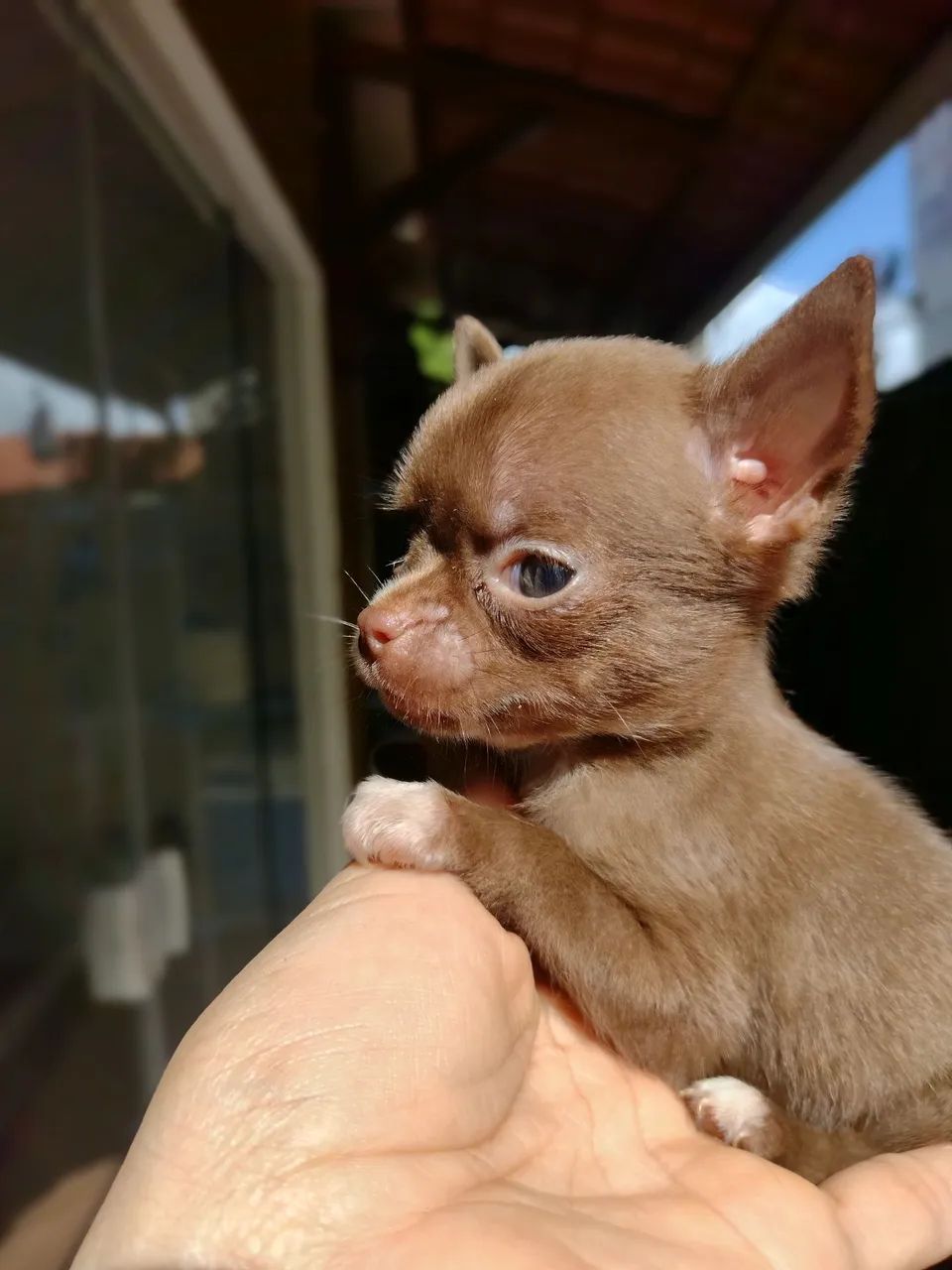 Chihuahua macho  - Foto 3