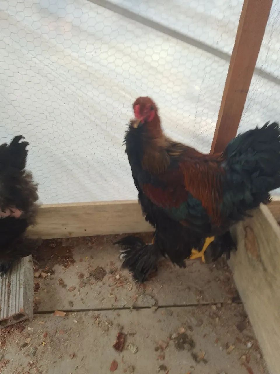 VENDE SE FRANGO.BRAMHA PERDIZ - Foto 3