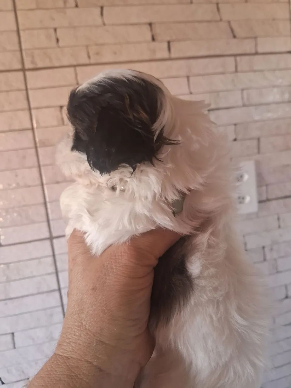 Shitzu fêmea disponivel  - Foto 4