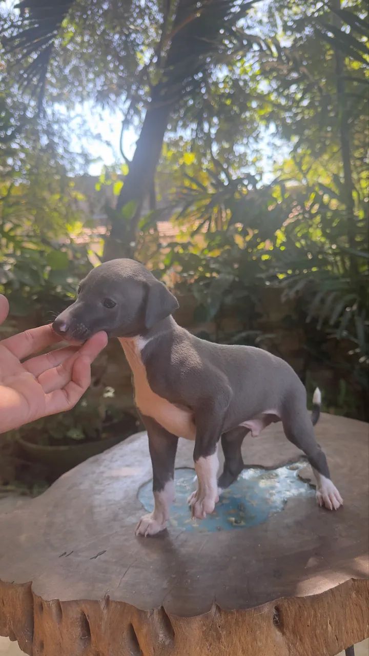 Galgo Italiano  - Foto 3