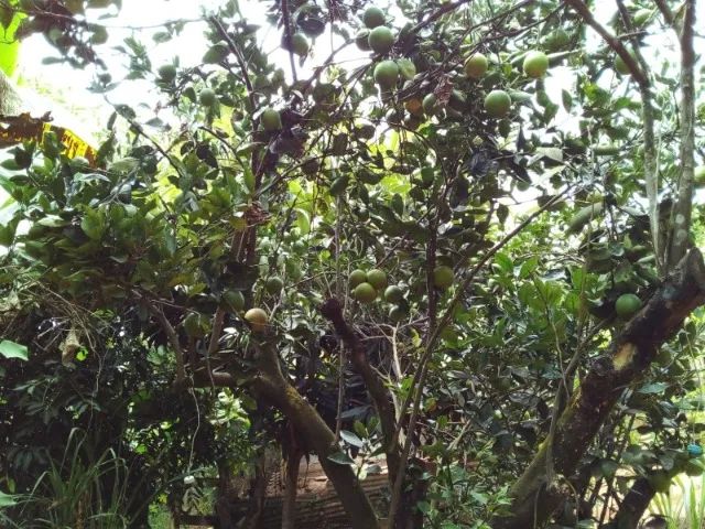 Chácara 1.330 m2 - Foto 14