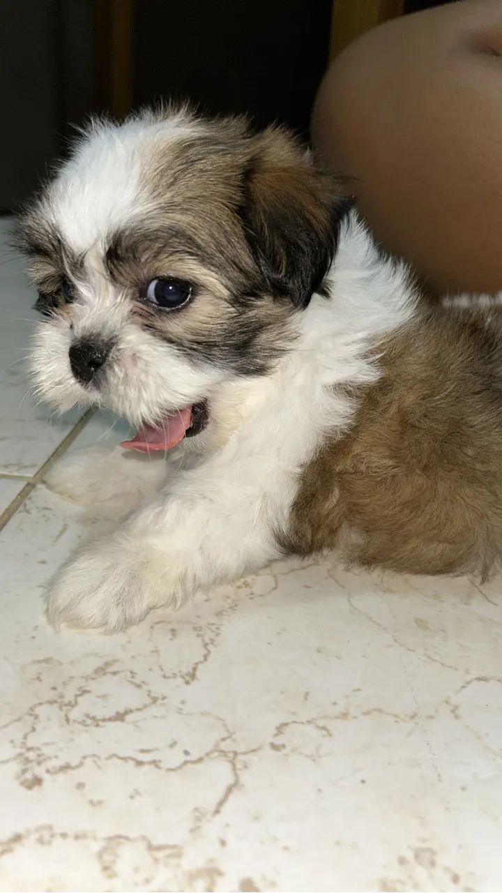Vendo Shih Tzu - Foto 2