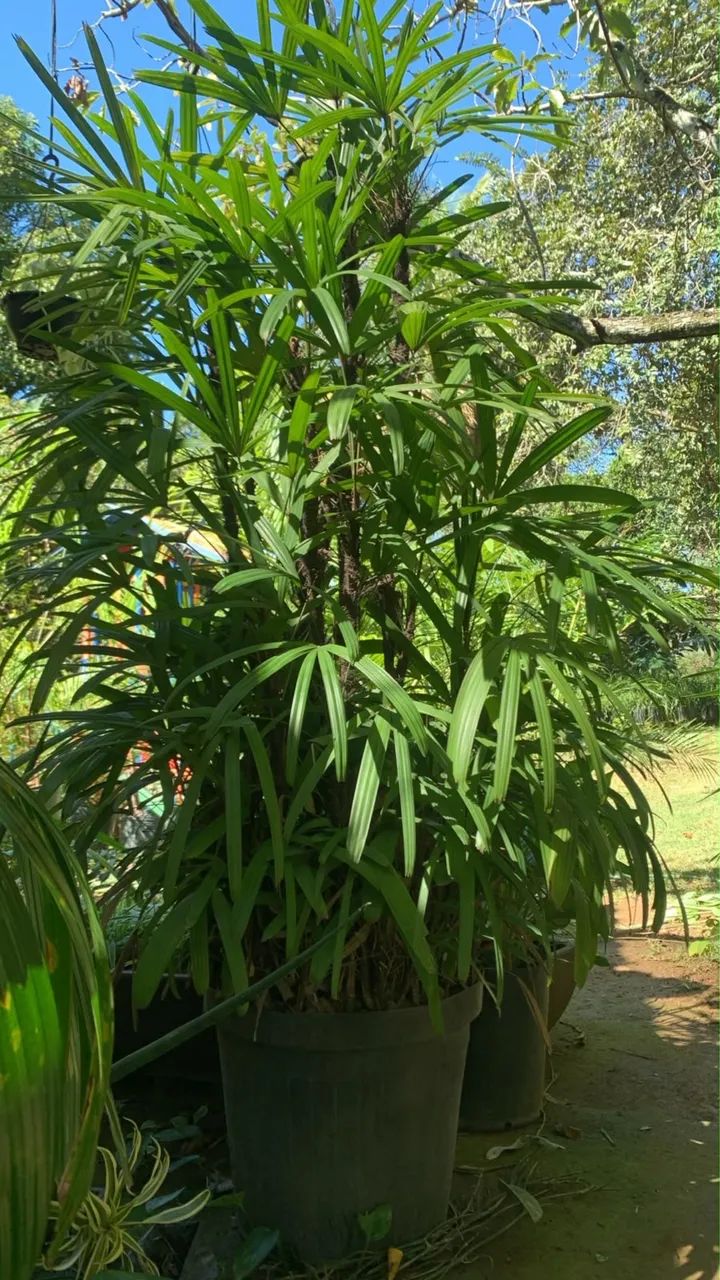 Queima de Estoque de Floricultura  - Foto 2