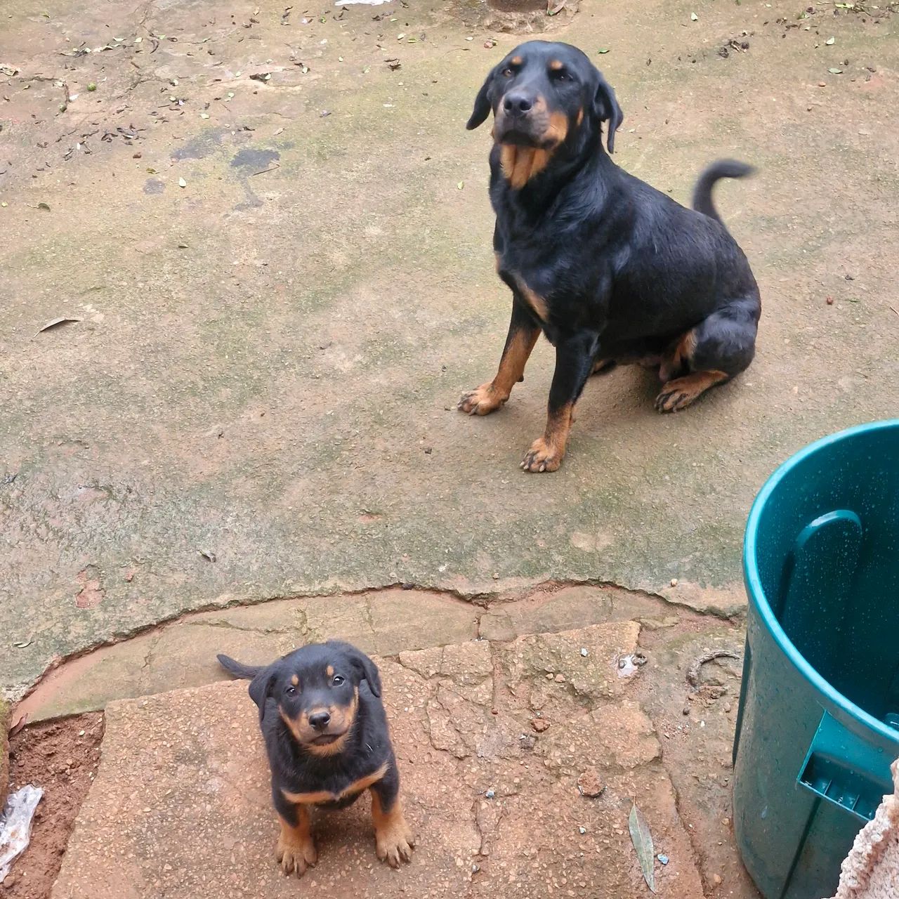 Cachorro rottweiler macho - Foto 3