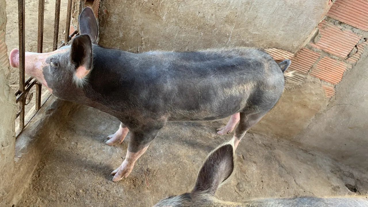 Vendo 2 leitoa e 4 bacurinho - Foto 2