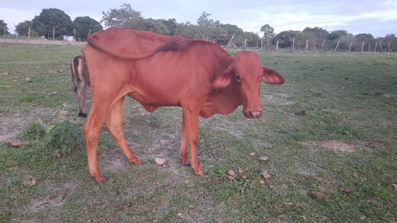 VACA SINDI PRA VENDER LIGEIRO  - Foto 3