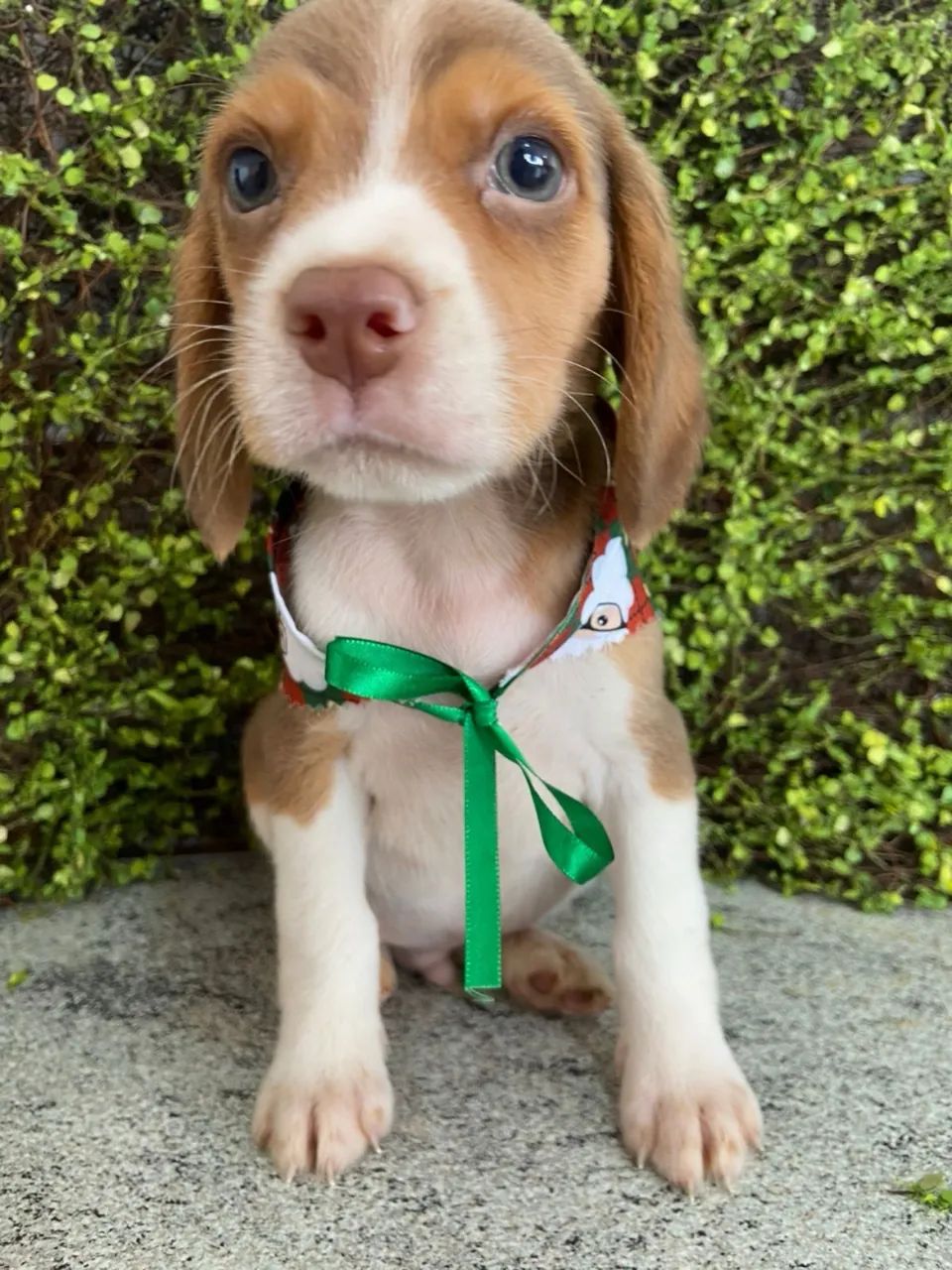 Beagle tricolor 