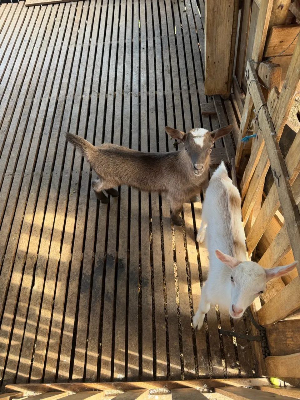 Casal de cabrito - Foto 5