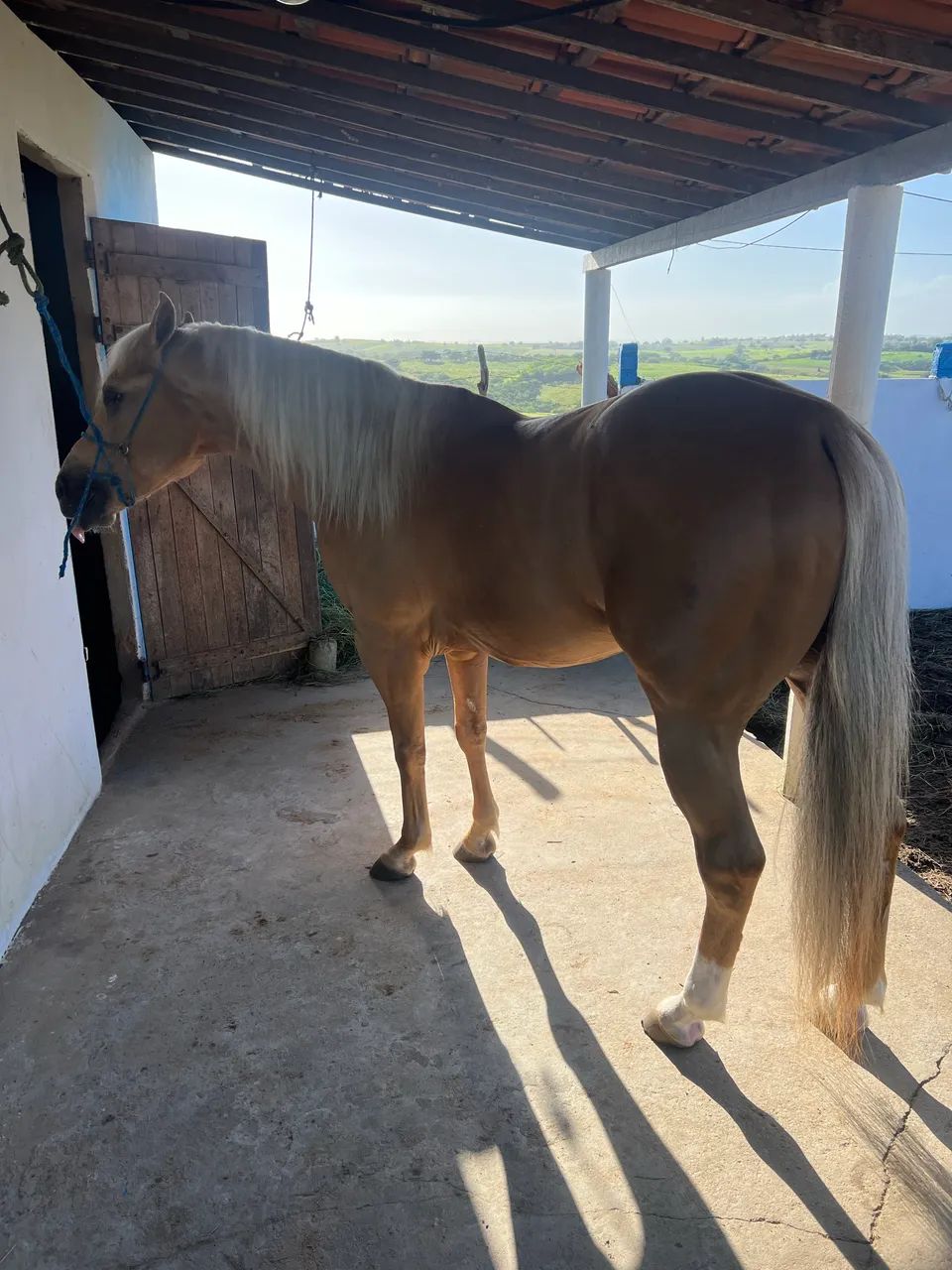 Cavalo QM - Foto 3