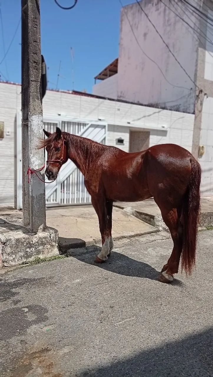 Cavalo  - Foto 3