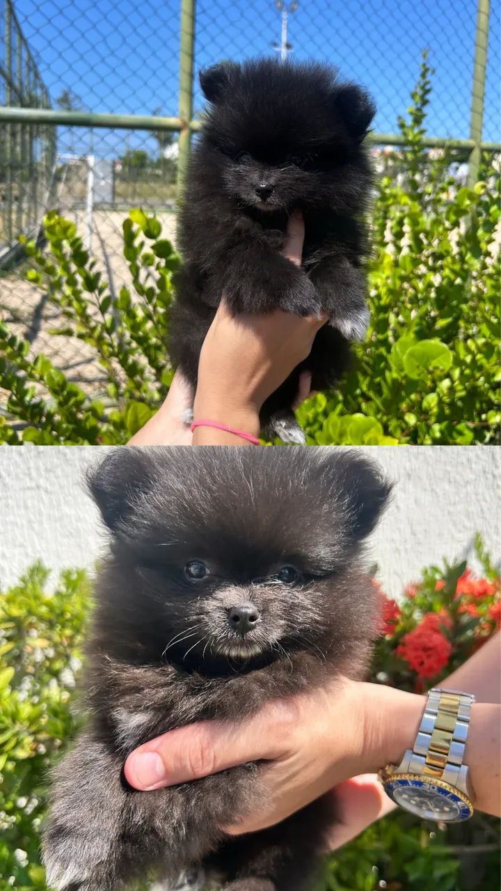 Spitz Alemao femea e macho 