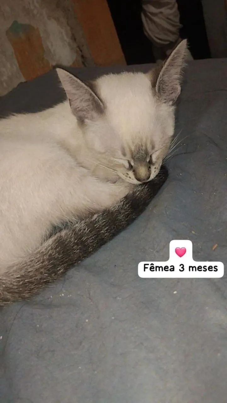 Doação de filhotes de gato - Foto 2