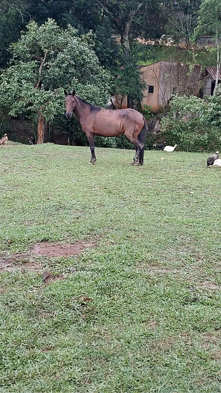 Égua (marcha batida) - Foto 4