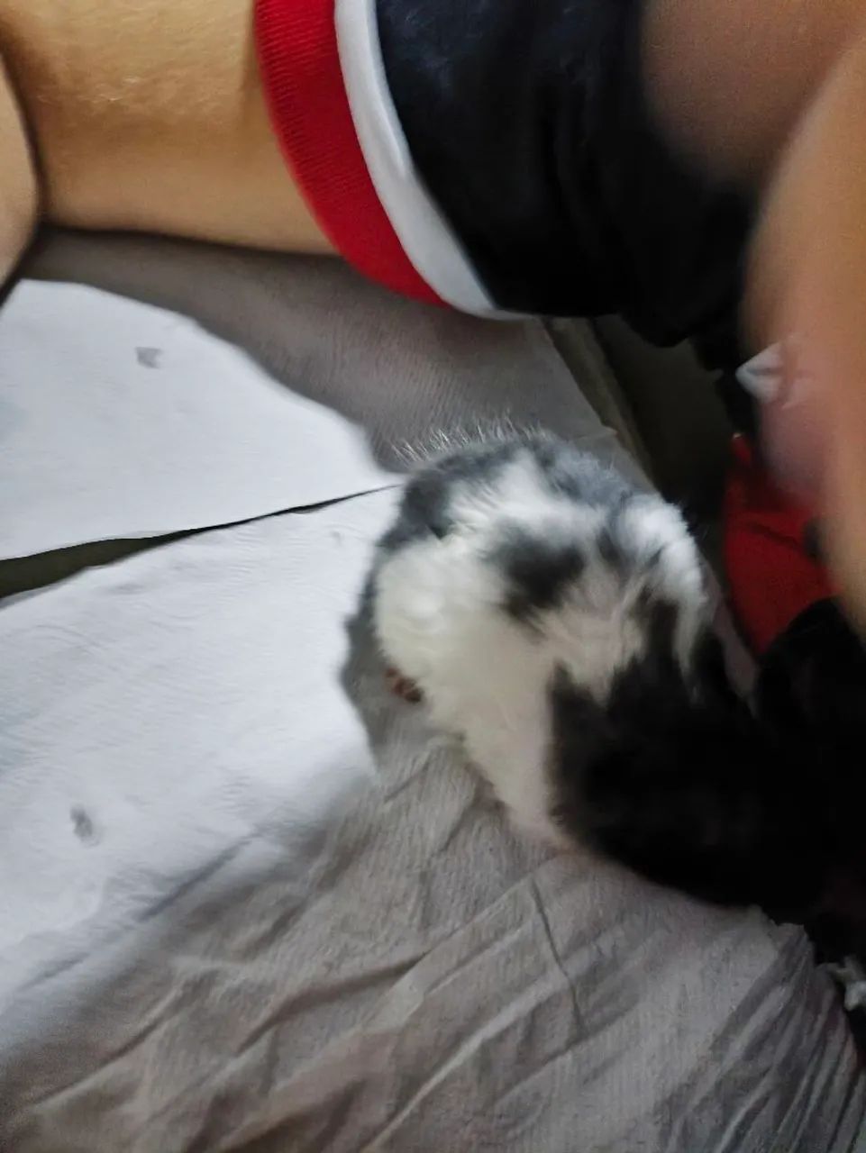Hamster 