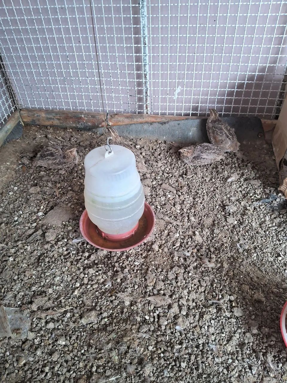 Gaiola com codornas  - Foto 3