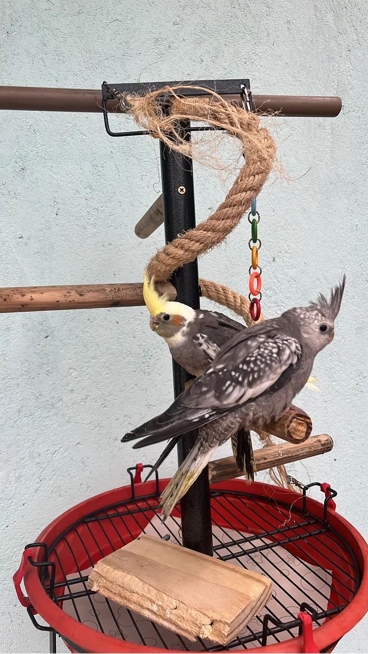Gaiola para calopsita  - Foto 4
