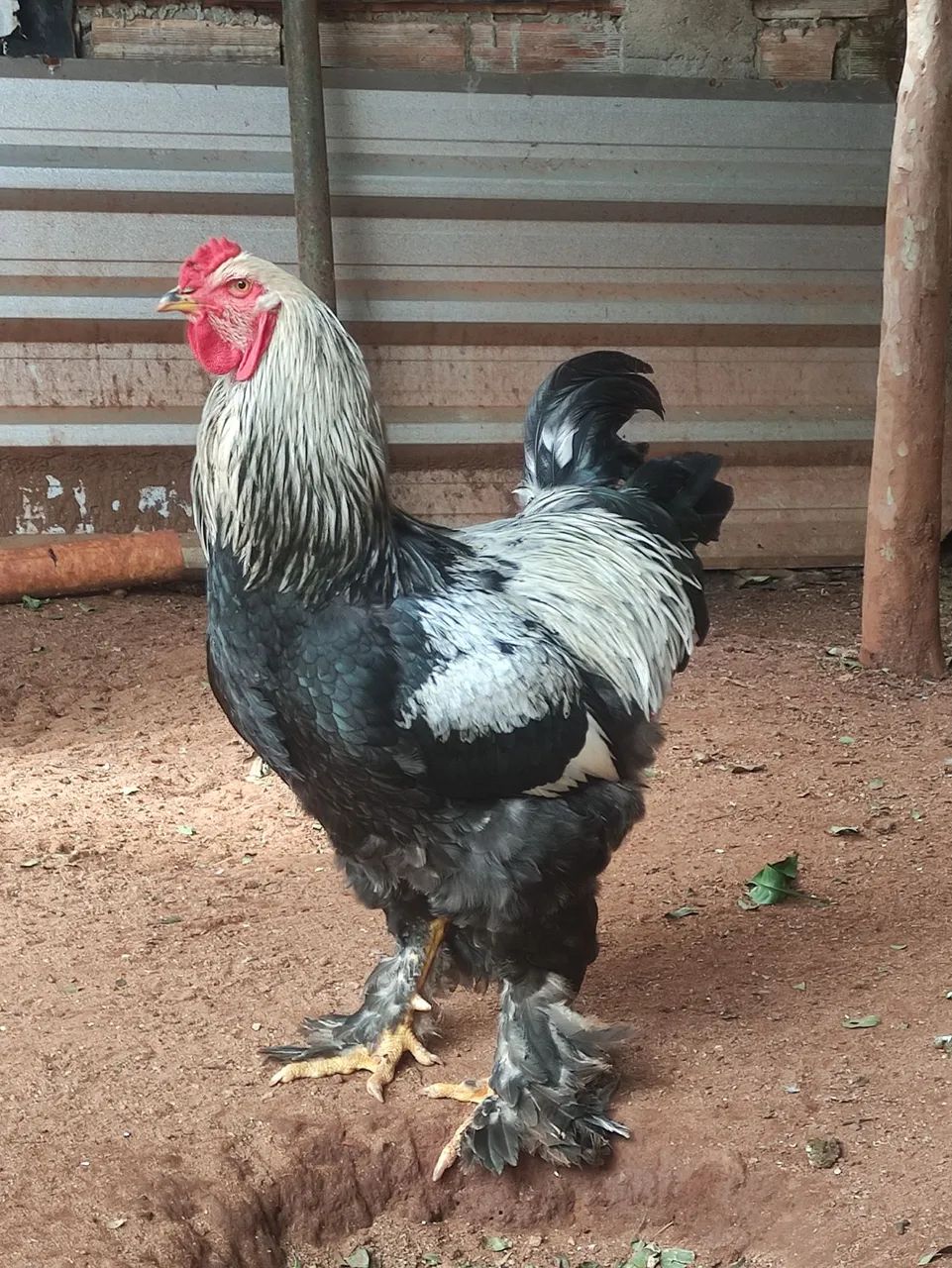 Galo raça Brahma 