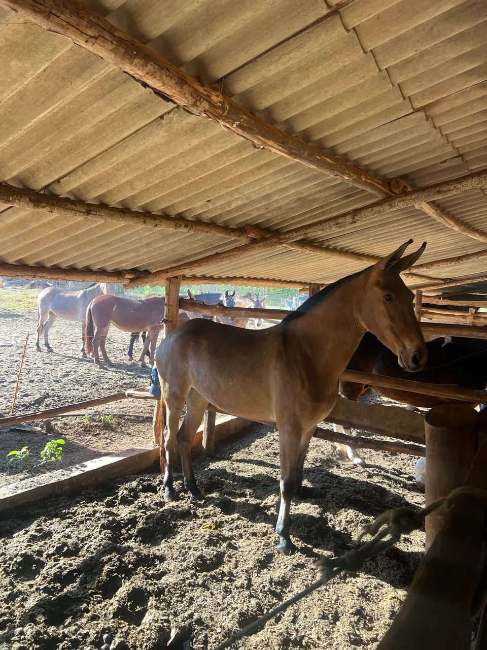 Mula de Patrão  - Foto 2