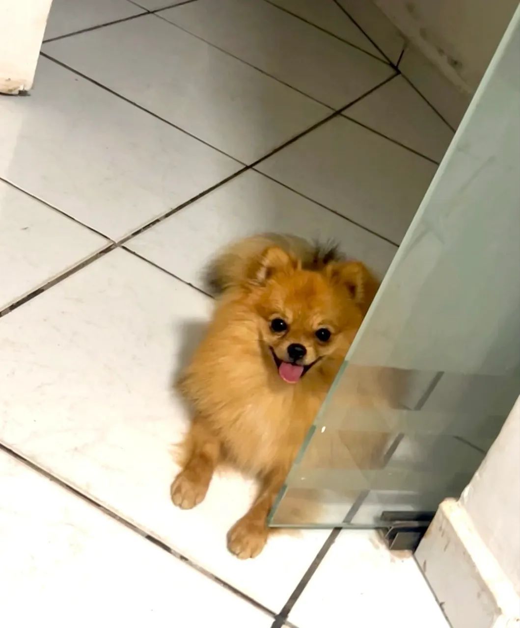 Spitz alemão macho  - Foto 2