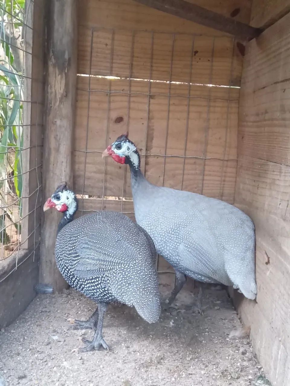 Casal de angolas