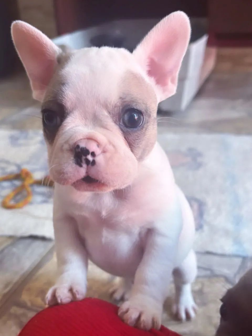 Buldogue francês 