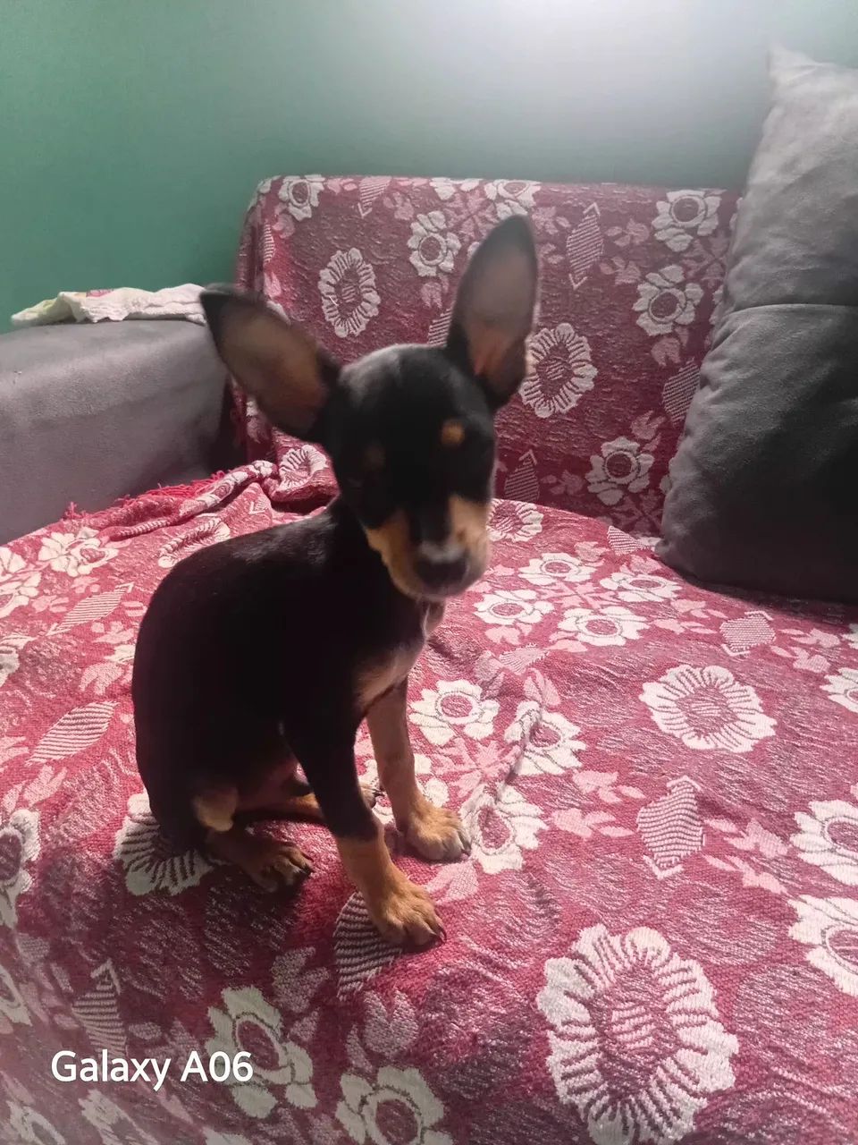 Pincher 