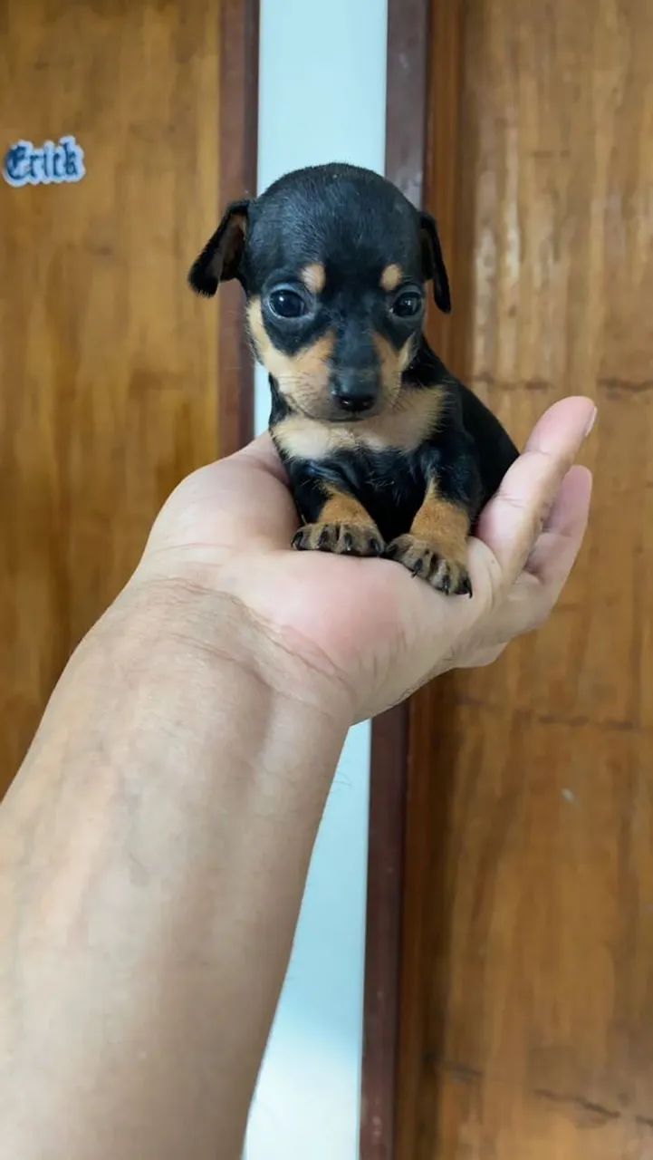PINSCHER ZERO - Foto 5