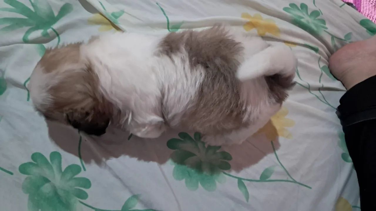 Shih Tzu macho - Foto 4