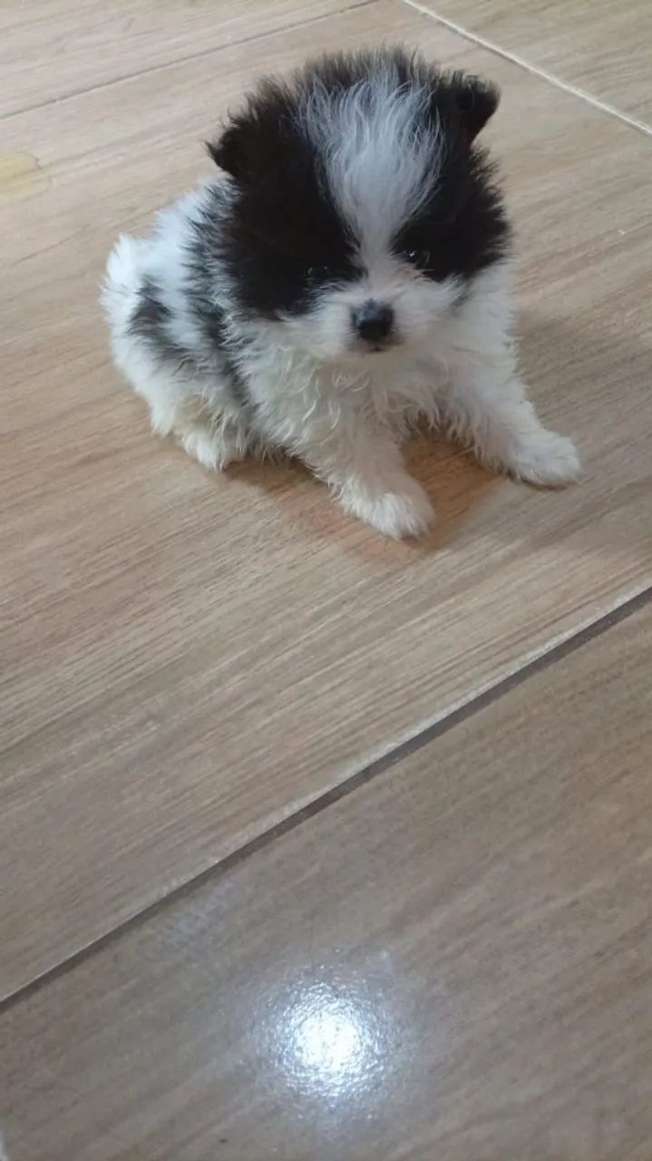 Spitz alemão macho - Foto 3