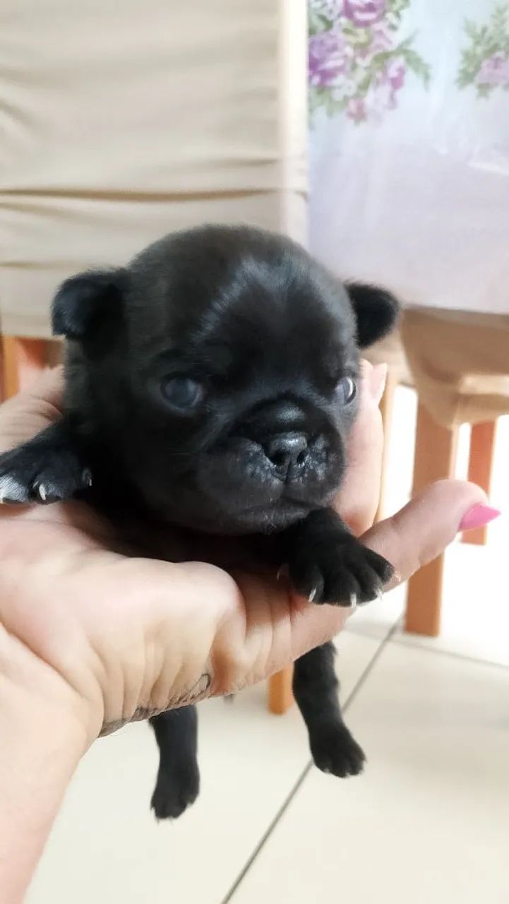Pug macho preto - Foto 2