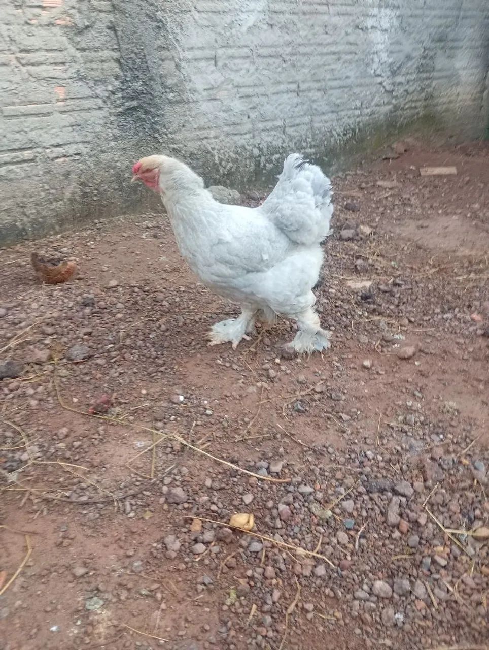 Frangos Brahma disponível 250$ - Foto 4
